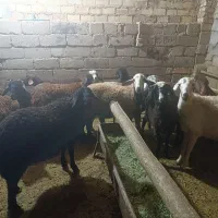 بره نر افشار و مهربان سبک