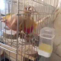 طوطی گرینچیک عروس هلندی مرغ مینا