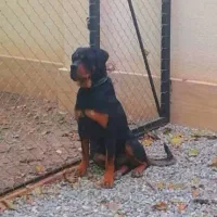 روتوایلر|سگ|تهران, تهرانپارس غربی|دیوار