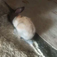 خرگوش رنگ قهوای روشن