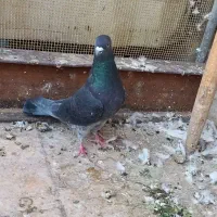 چهار عدد کبوتر  فروشی|پرنده|قم, باغ کرباسی|دیوار