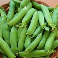 نخود فرنگی محلی تازه