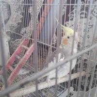 عروس هلندی دستی