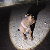 سگ پیتبول گم شده|حیوانات|ارومیه, |دیوار