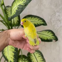 جوجه طوطی سرلاکی پروتلت