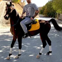 اسب عرب کورد ترکی سیلمی پرشی