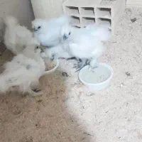 جوجه ابریشمی|حیوانات مزرعه|تبریز, |دیوار