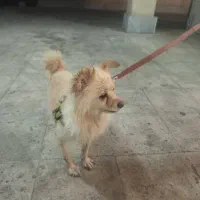واگذاری سگ پاکوتاه