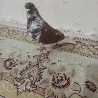 دوعدد کبوتر پرشی همه چی تموم