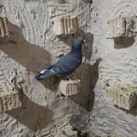 دسته سینه ای هوایی|پرنده|مرودشت, نقش رستم|دیوار