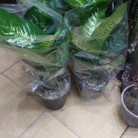 انواع گل وگیاه آپارتمانی زاموفیلیا بونسای جیسینگ و|گل و گیاه طبیعی|مشهد, قائم|دیوار