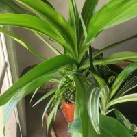 گل سوسن عنکبوتی و ابلق