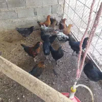 مرغ جوان