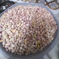 دانه لوبیا چیتی