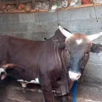 گاونر|حیوانات مزرعه|رشت, لاکان|دیوار