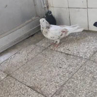 کفتر پرشی|پرنده|قم, نیروگاه|دیوار