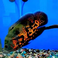 ماهی اسکار سلطنتی و مسی