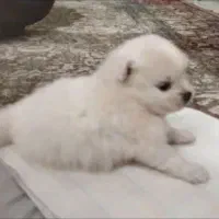 ۳ تا توله۳ماهه شیتزو پامرین میکس به همراه مادرشون