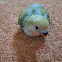 کوتوله برزیلی