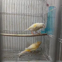 مادهآمادهوسروحال|پرنده|فومن, |دیوار