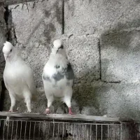 کبوتر گم شده