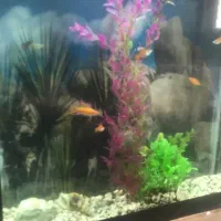 اکواریوم با لوازم و ماهی|ماهی|مشهد, ادیب نیشابوری (شهرک غرب)|دیوار