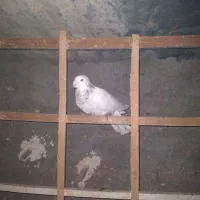 ۲تاکبوترپرشی|پرنده|آشخانه, |دیوار