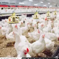 مرغ خونی برای ذبح همراه با چشم زخم