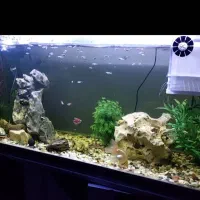 آکواریوم شرکتی ماهیران با تمامی وسایل