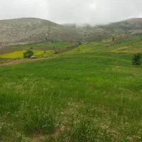 کود اوره