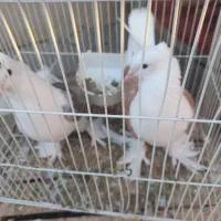 کفتر پشت کاکل شاخ|پرنده|کاشمر, |دیوار