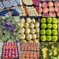 هرس کار  انواع درخت