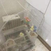 عروس مولد و جوان|پرنده|اهواز, شهرک برق|دیوار