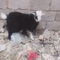 گوسفندبم