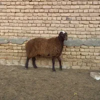 نر همو و ماده همو|حیوانات مزرعه|مشهد, موسوی قوچانی|دیوار