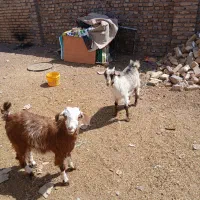 باسلام 10عددبزغاله به وزن دونی 15کیلوی