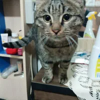 گربه طوسی پیدا شده