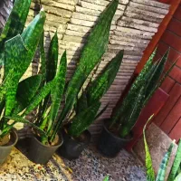 سانسوریاپوست ماری‌گلدانی فقط(۱۳۰ تومان - ۹۰تومان‌)|گل و گیاه طبیعی|چابهار, |دیوار