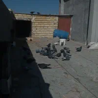 پرنده کفتر|پرنده|چادگان, |دیوار