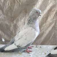 سینه الماسی