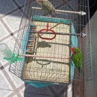 طوطی برزیلی