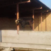 بز جوان نر مست مست|حیوانات مزرعه|سرخنکلاته, |دیوار