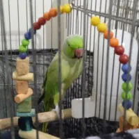 طوطی ملنگو نر|پرنده|ساوه, |دیوار