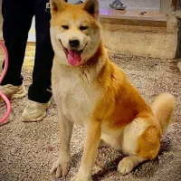 سگ آکیتا ژاپنی و ژرمن شیپرد