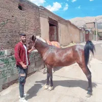 فروش مادیون سه سال