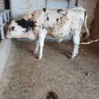 گوساله سمینتال نر   انواع گوساله