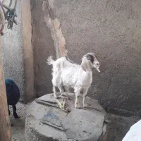بزغاله ماده