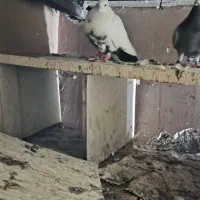 کبوتر رنگی|پرنده|اهواز, طالقانی|دیوار