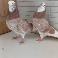 کبوتر سرور