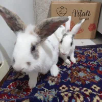 خرگوش خانگی  نر و ماده نژاد لوپ و معمولی|موش و خرگوش|هریس, |دیوار